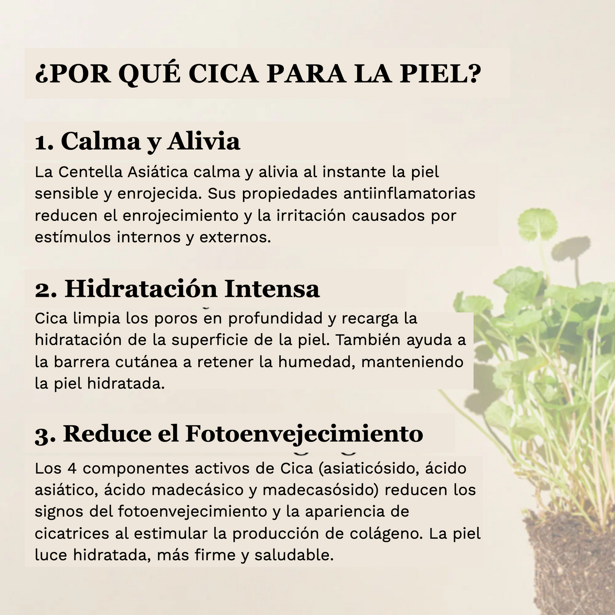 Mixsoon Soondy Centella Asiatica Essence